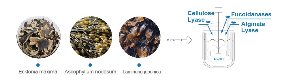 Enzymatic Fresh Laminaria Japonica Seaweed Extract Production Process