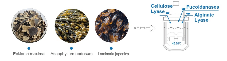 Enzymatic Seaweed Extract Production Process MacroAlga KEYO