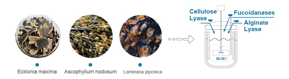 Enzymatic Ecklonia Maxima Kelp Extract Production Process